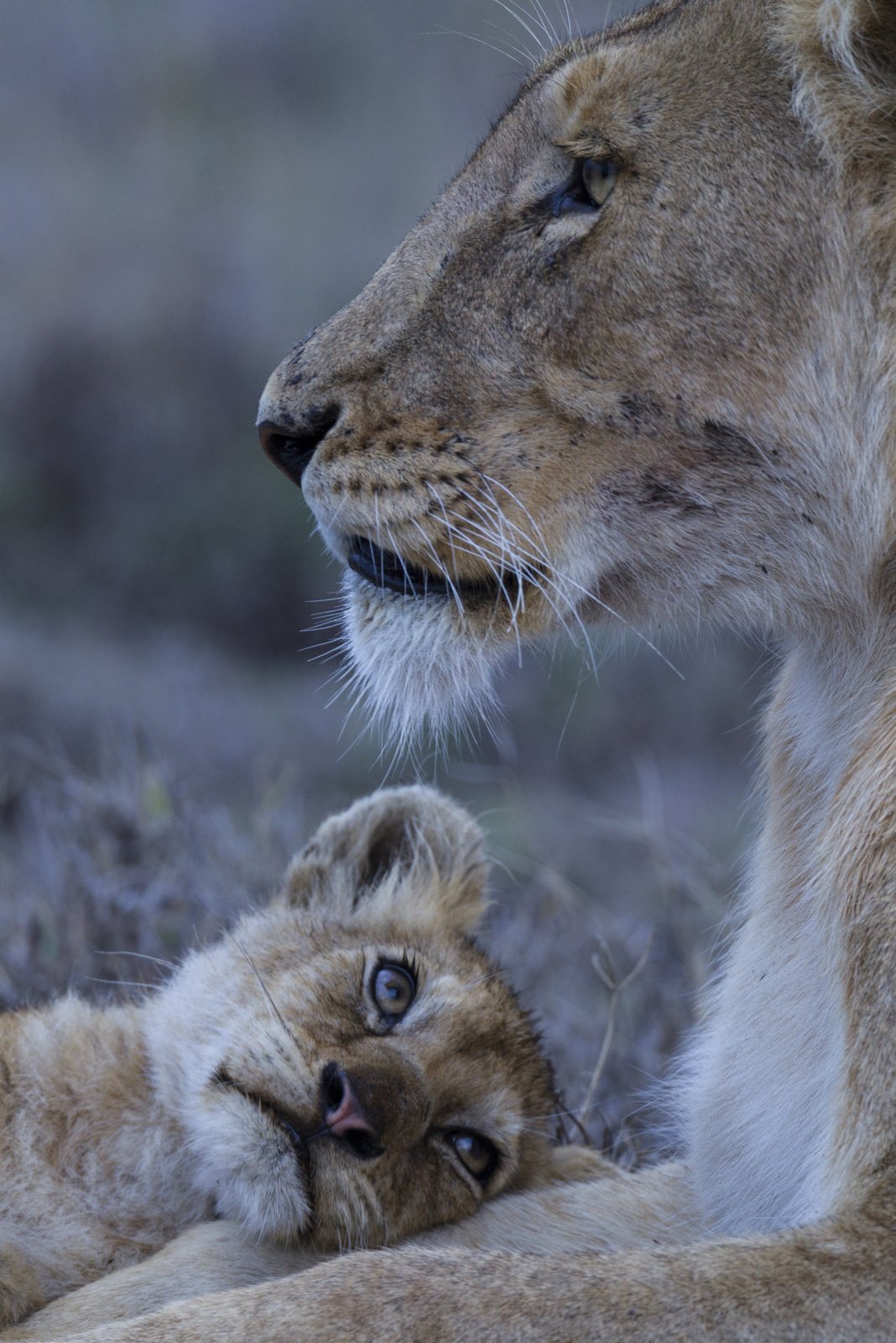 Hình sư tử - Những hình ảnh con sư tử đẹp nhất