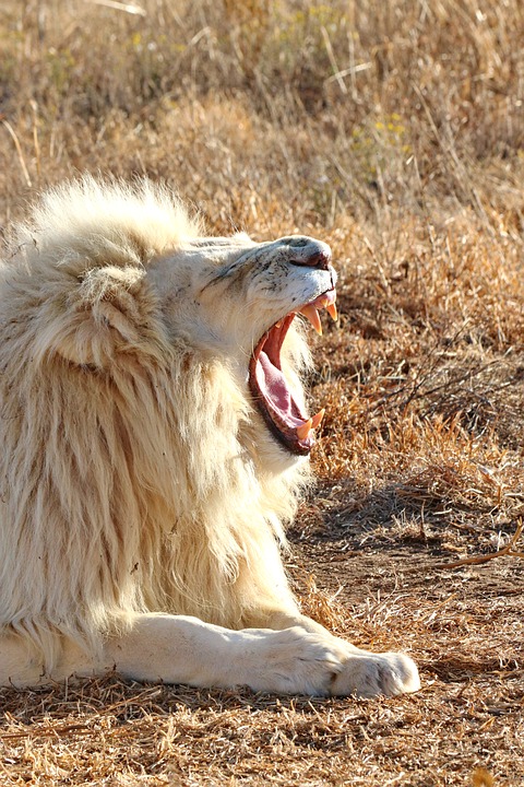 Hình ảnh sư tử trắng gầm