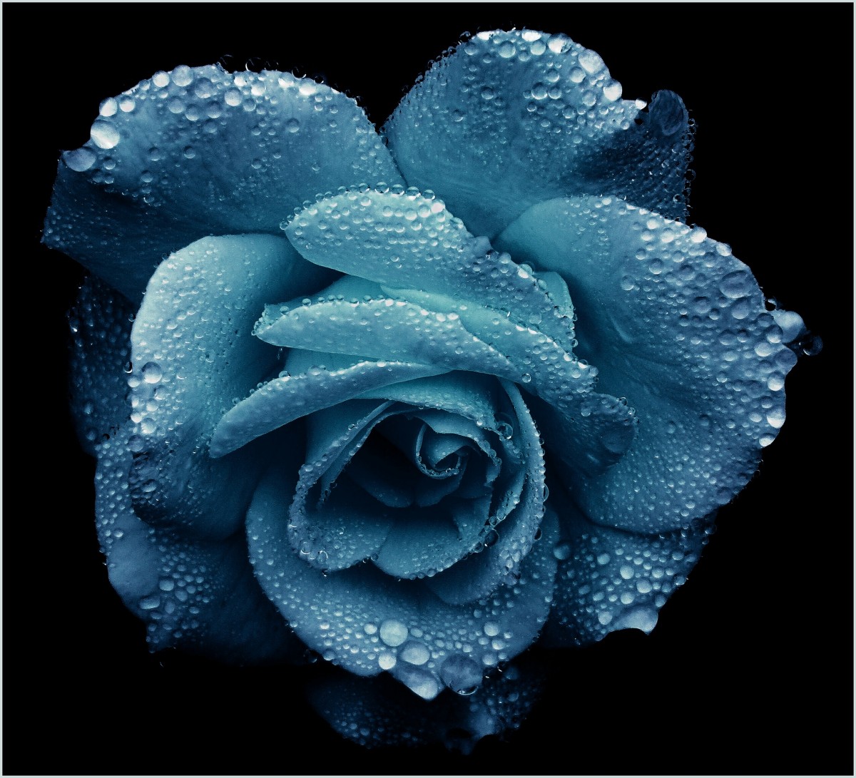 Hình ảnh giọt nước sương trên cánh hoa hồng
