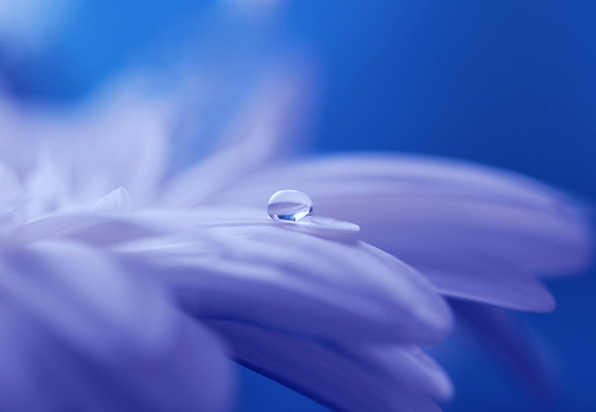 Hình ảnh giọt nước trên cánh hoa