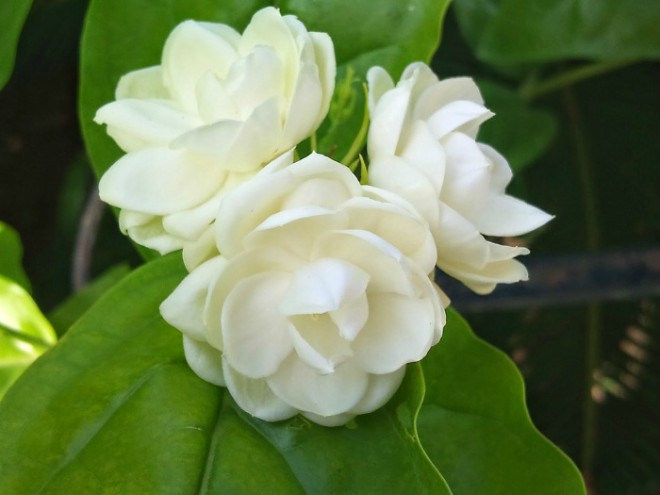 Ba bông hoa nhài trắng