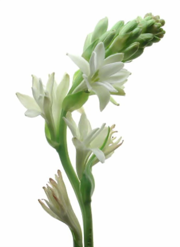 Bông hoa huệ trắng uốn cong cực đẹp
