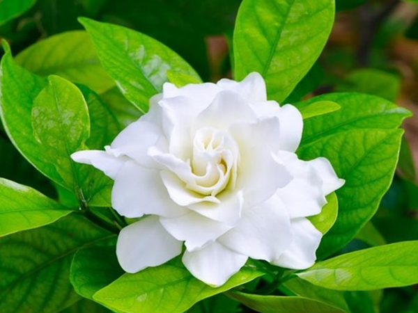 Bông hoa nhài nở rộ trắng tinh