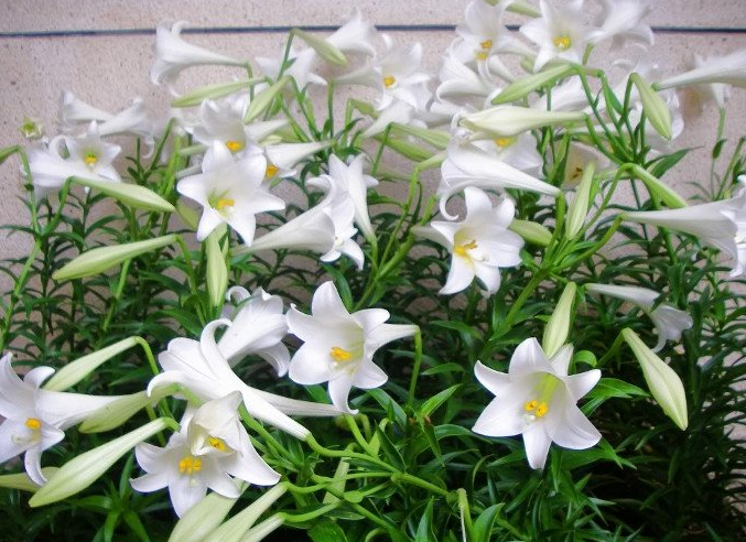Bụi hoa huệ trắng rất đẹp