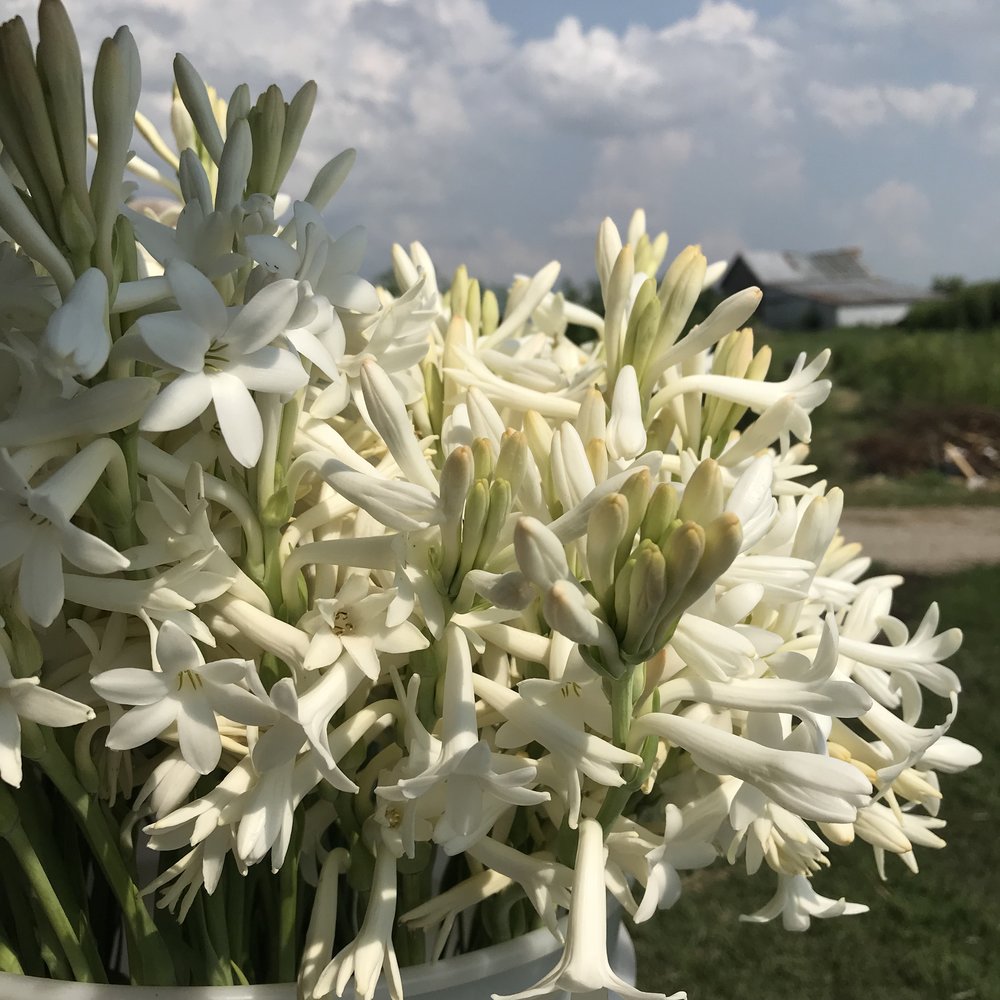 Cả một chùm hoa huệ trắng đẹp