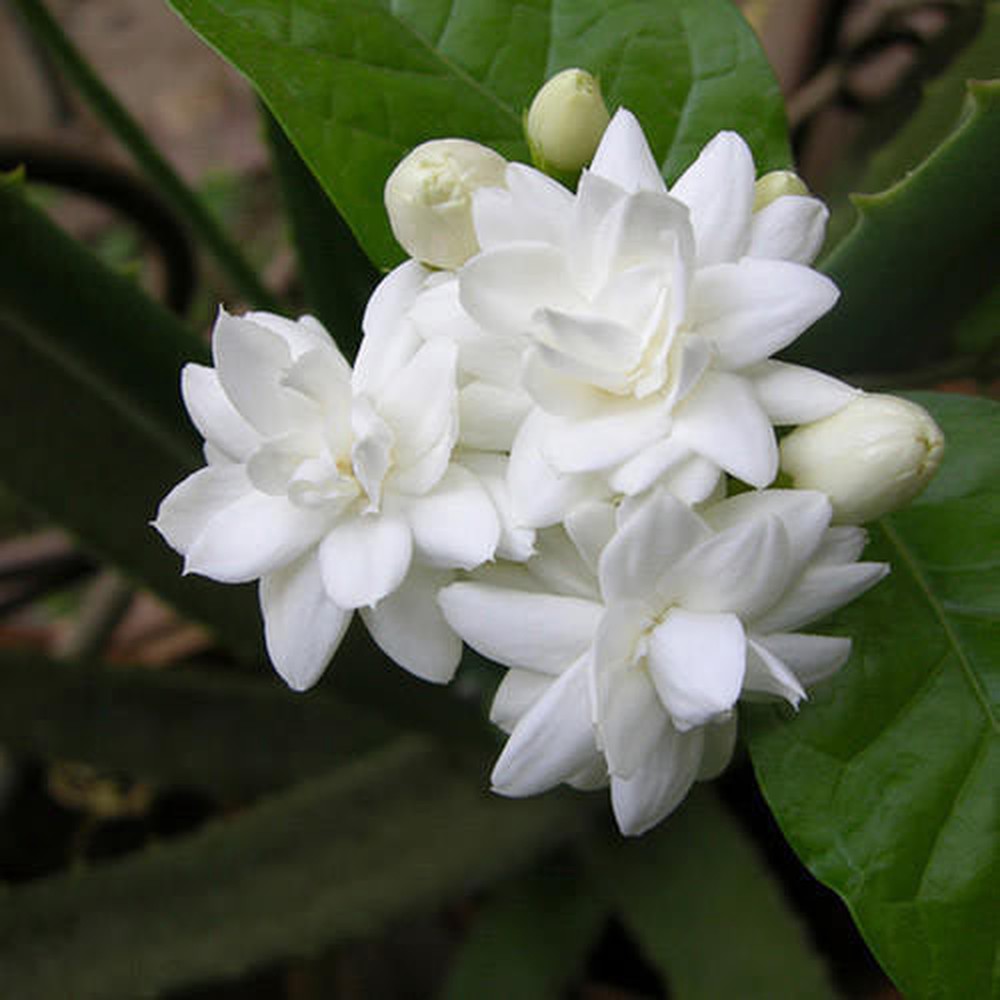 Chùm hoa nhài trắng nở rộ đẹp mắt