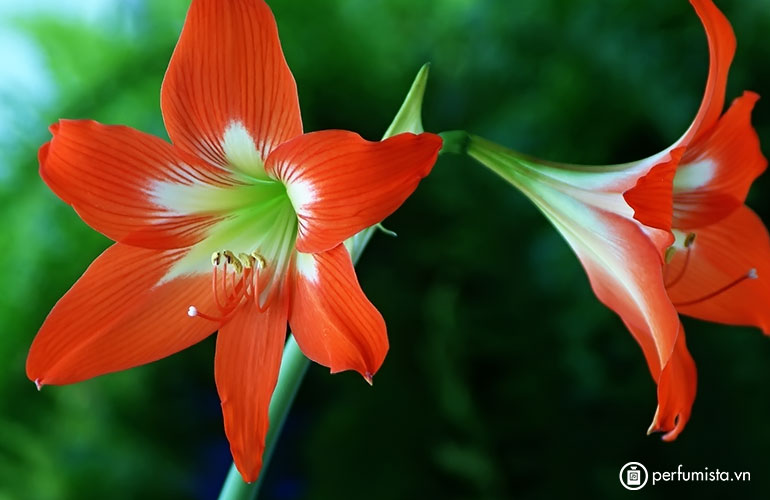 Hai bông hoa loa kèn đỏ cực đẹp