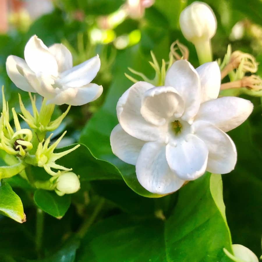 Hai bông hoa nhài trắng cực kỳ đẹp