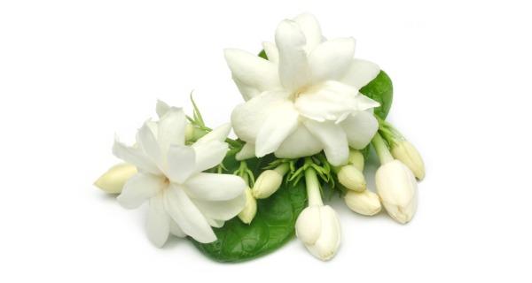 Hai bông hoa nhài trắng đẹp