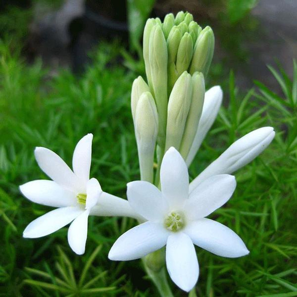 Hình ảnh hai bông hoa huệ trắng rất đẹp