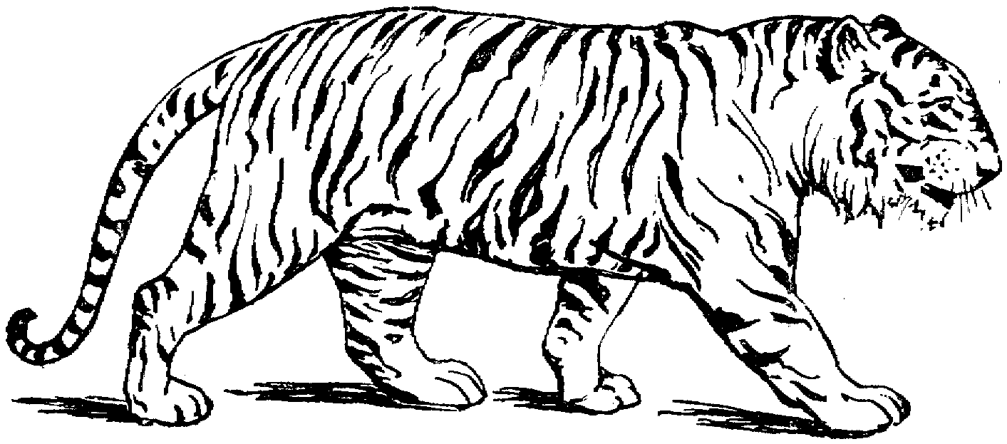 Hình vẽ tranh tô màu con hổ cho bé