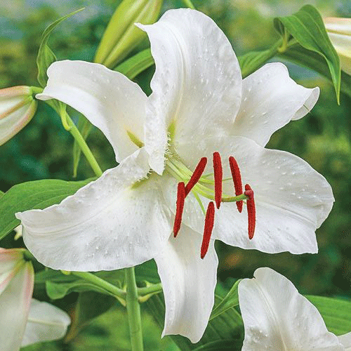 Hoa loa kèn trắng được ra mắt với nhị đỏ