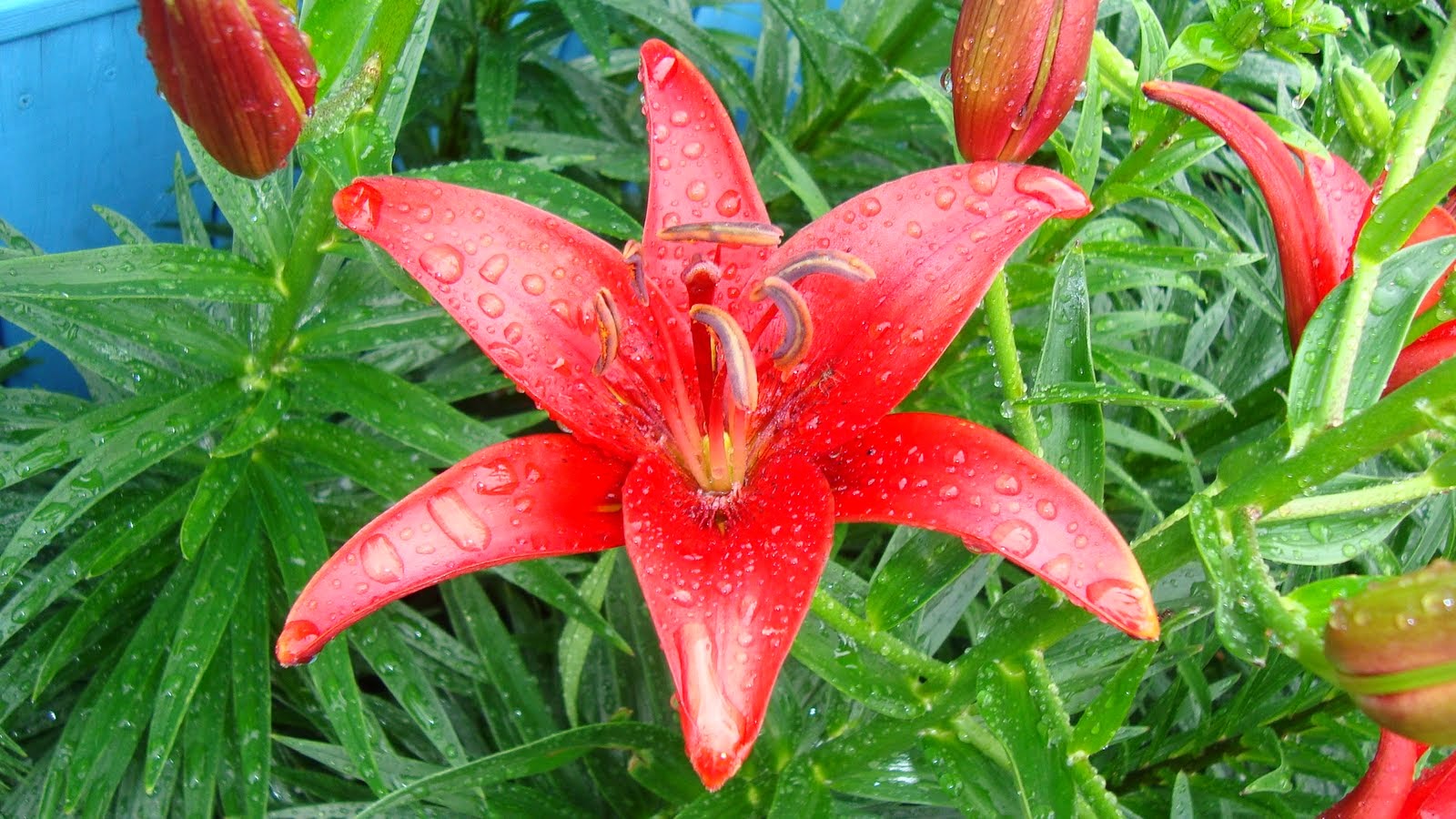 Hoa loa kèn đỏ nở rộ đón mưa