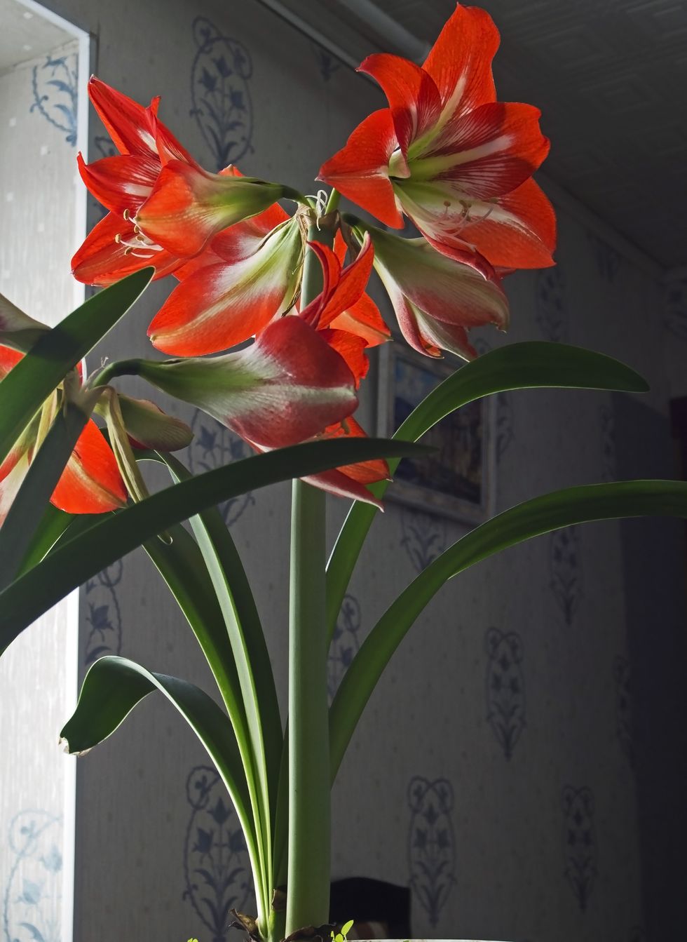 Hoa loa kèn đỏ trồng cảnh trong nhà