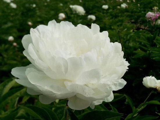 Hoa mẫu đơn trắng lá xanh