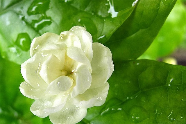 Hoa nhài trắng đọng nước mưa