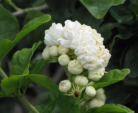 Một chùm bông hoa nhài trắng cực đẹp