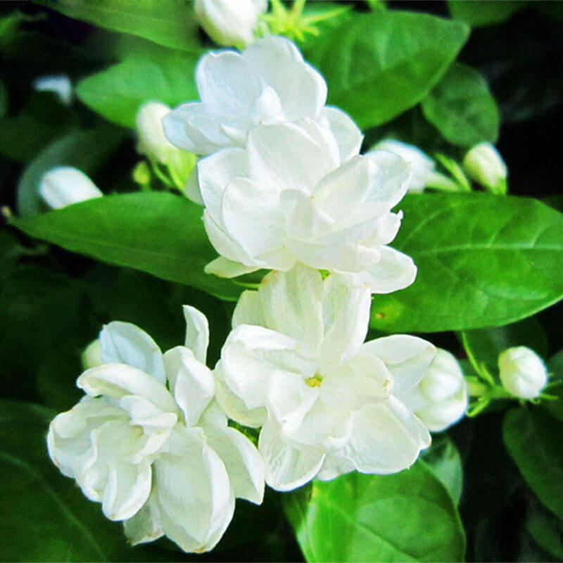 Những bông hoa nhìa nở hoa trắng bóc