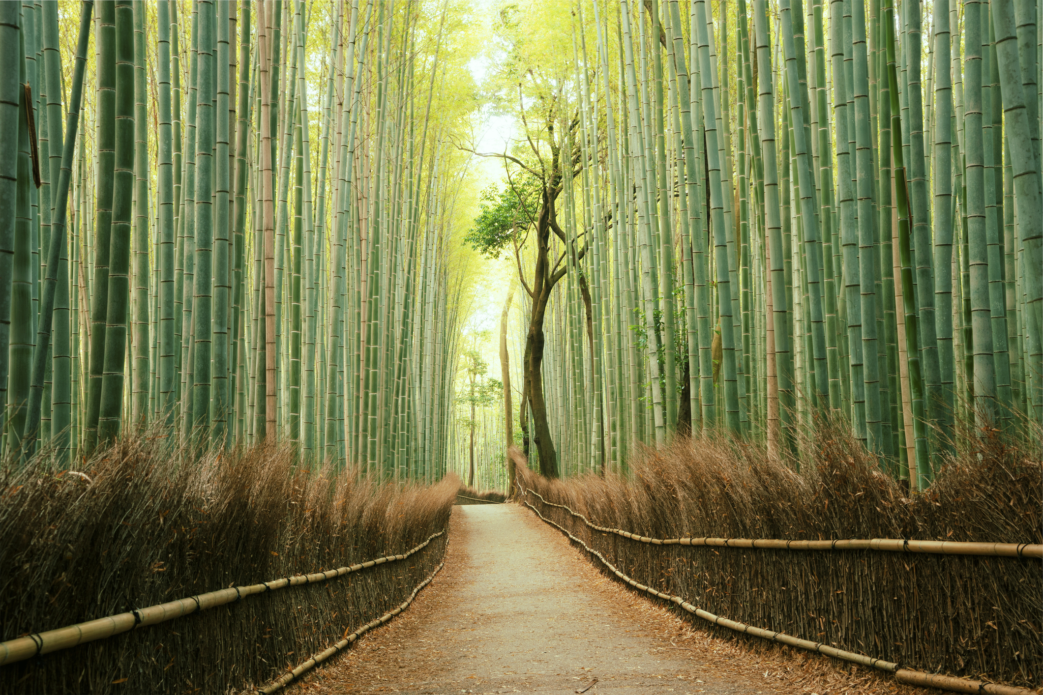 Rừng trúc xanh rì rất đẹp tại Nhật