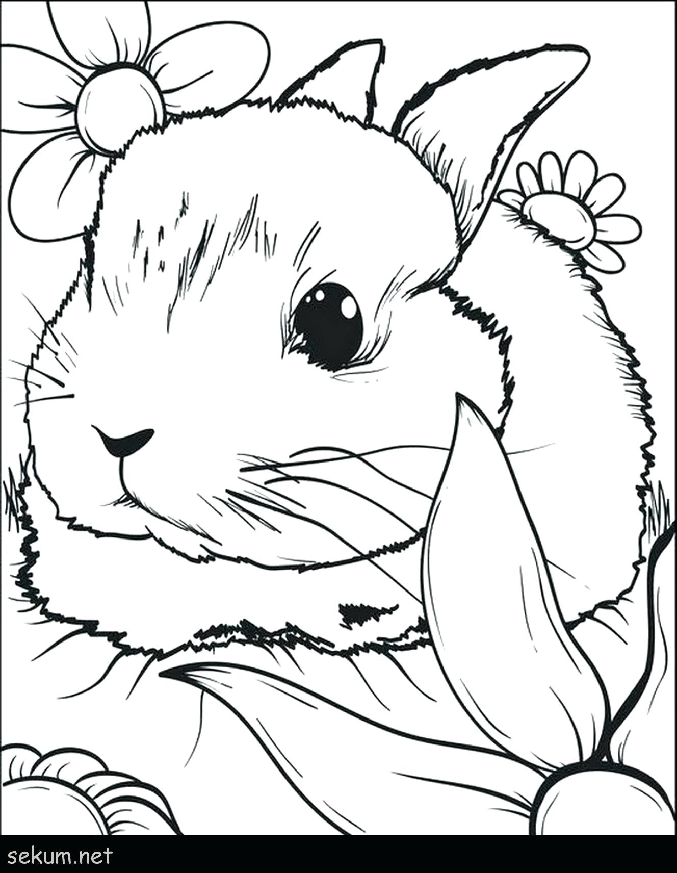 Xem hơn 48 ảnh về hình vẽ con thỏ để tô màu  daotaonec