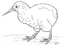 Tranh tô màu con chim Kiwi