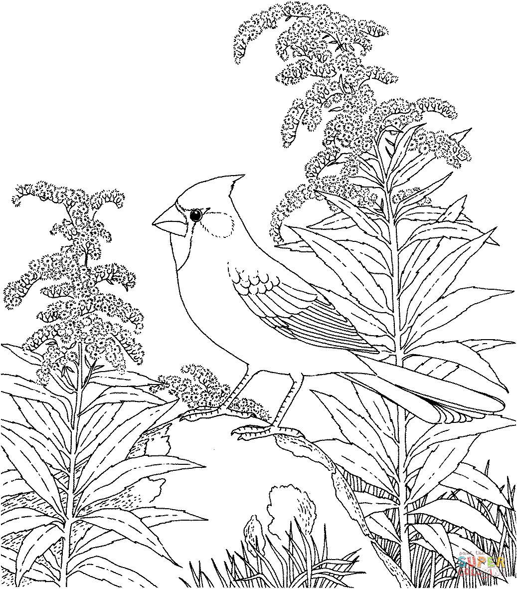 Tranh tô màu con chim đậu trên bông hoa
