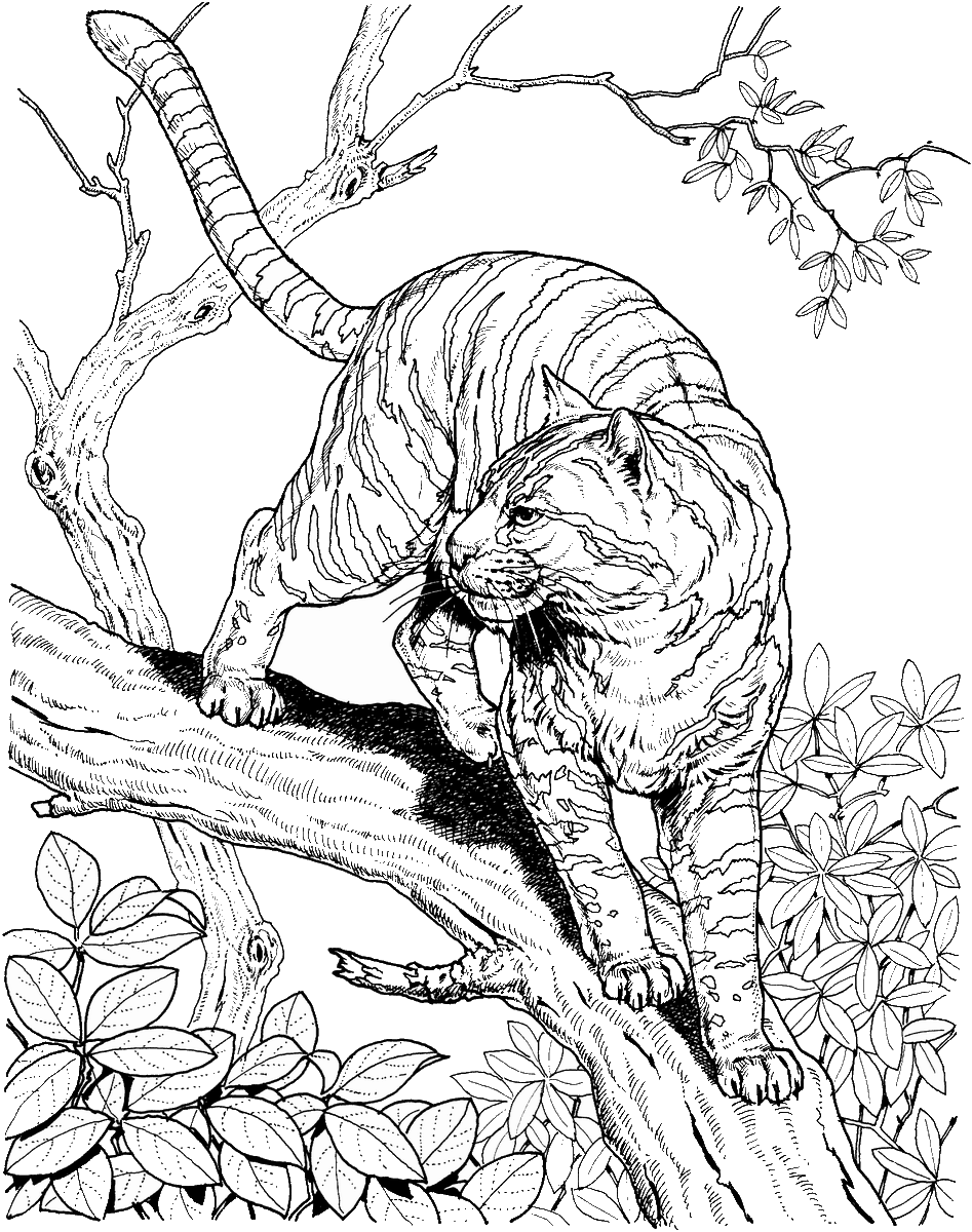 Một bức tranh tô màu con hổ trên cành cây