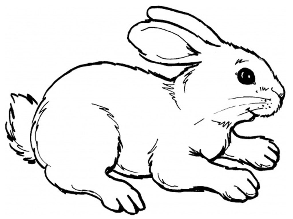 Tranh tô màu chú thỏ vẽ hiện thực