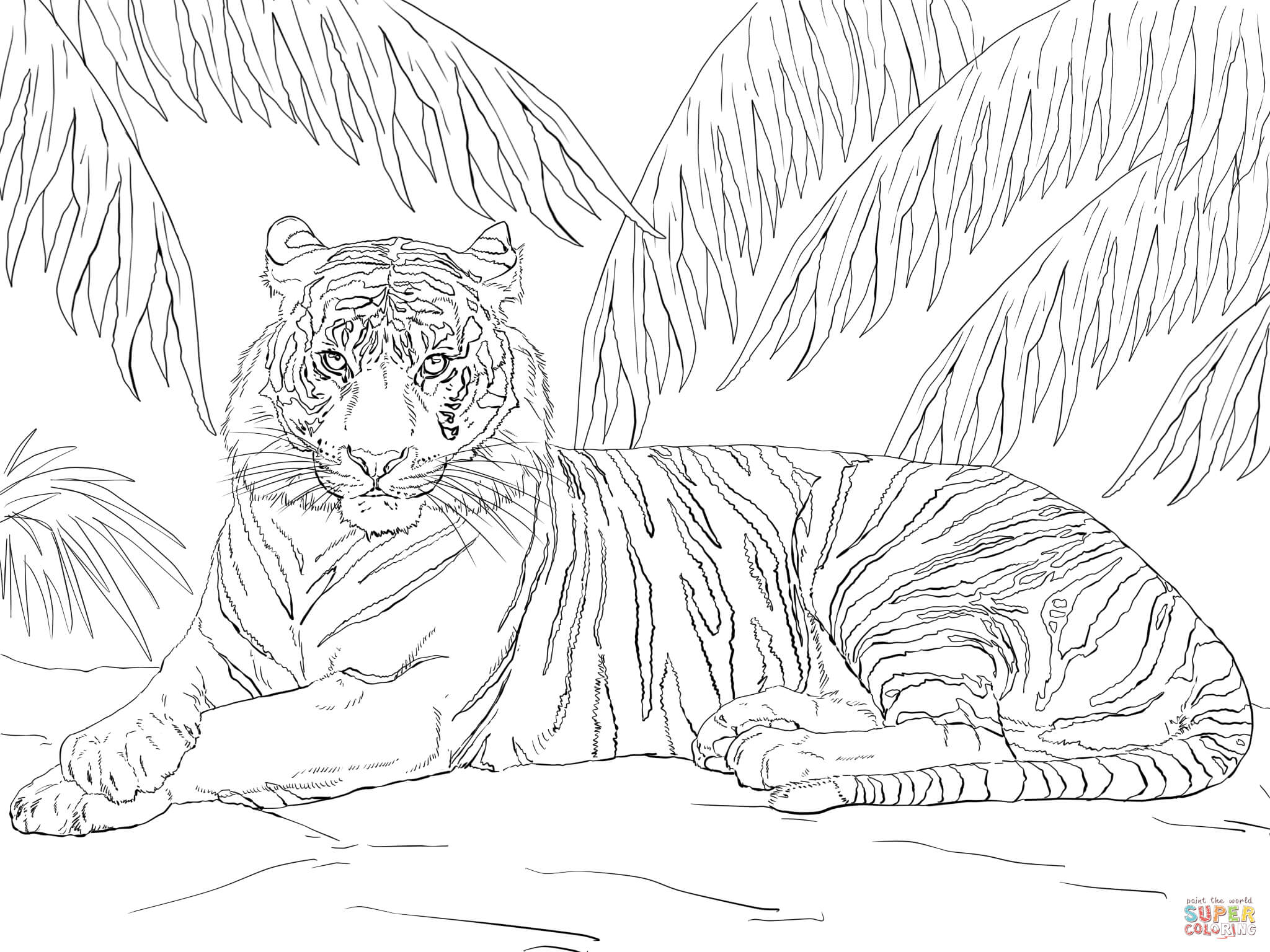 Hình ảnh màu của một vị vua của núi վ một con hổ đang nghỉ ngơi dưới gốc cây