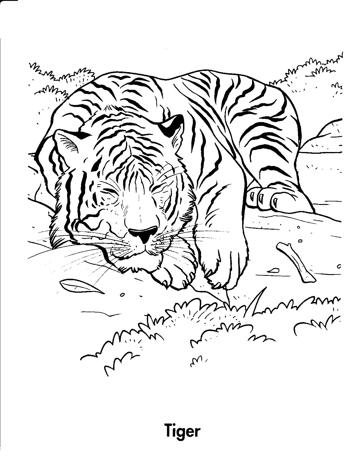 Bức tranh tô màu của một con hổ đang ngủ