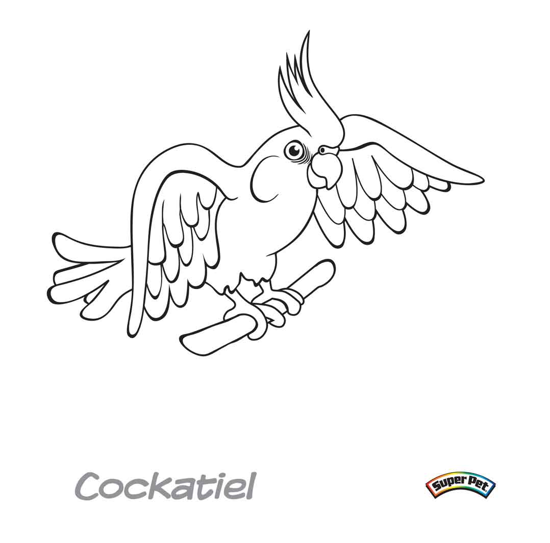 Tranh tô màu con vẹt Cockatiel