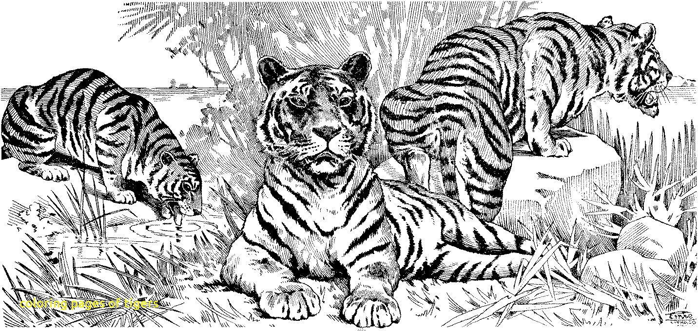 Tranh tô màu đoàn ba con hổ