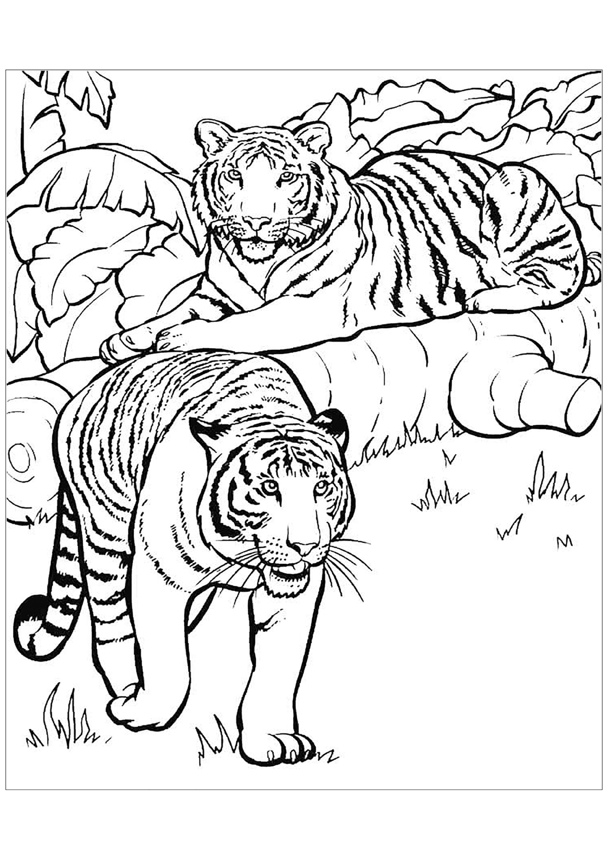 Hình ảnh màu hai con hổ rất đẹp
