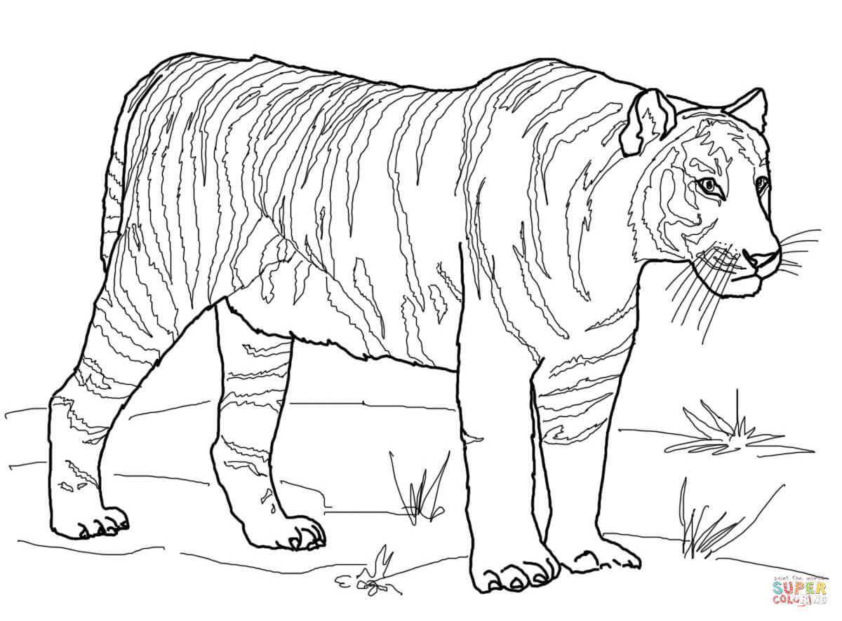 Tranh tô màu một con hổ cụp đuôi
