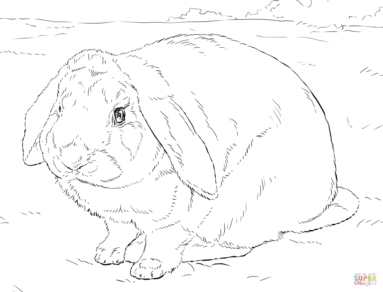 Bản vẽ thực tế của con thỏ lớn