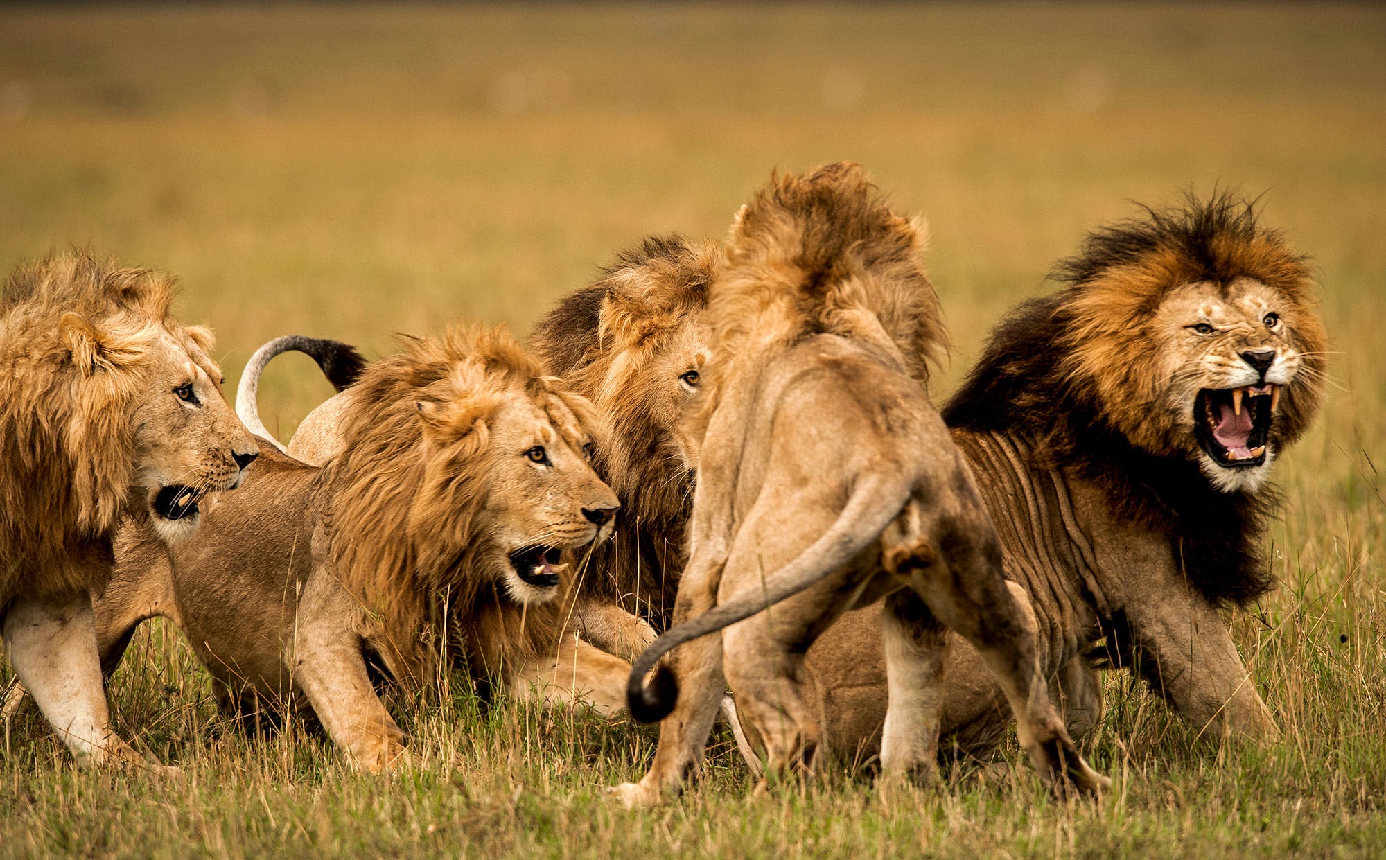 Giải mã giấc thấy sư tử đánh con nào?