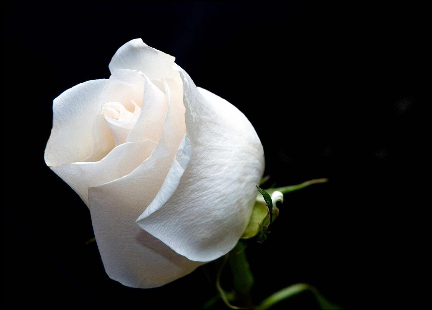 Hình ảnh hoa hồng trắng là biểu tượng cho tình yêu và sự trong sáng. Hãy thưởng thức bức ảnh đẹp nhất về hoa hồng trắng để cảm nhận được điều đó.