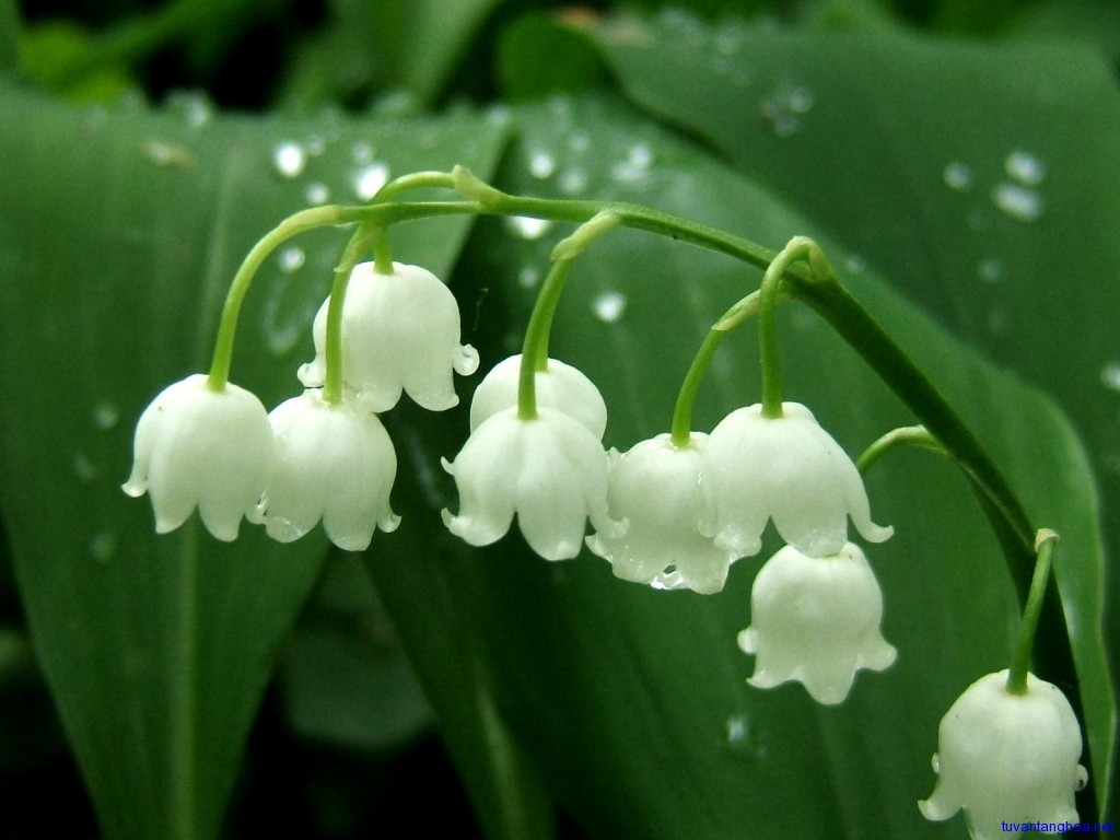 Cành hoa lan chuông trắng cực kỳ xinh đẹp