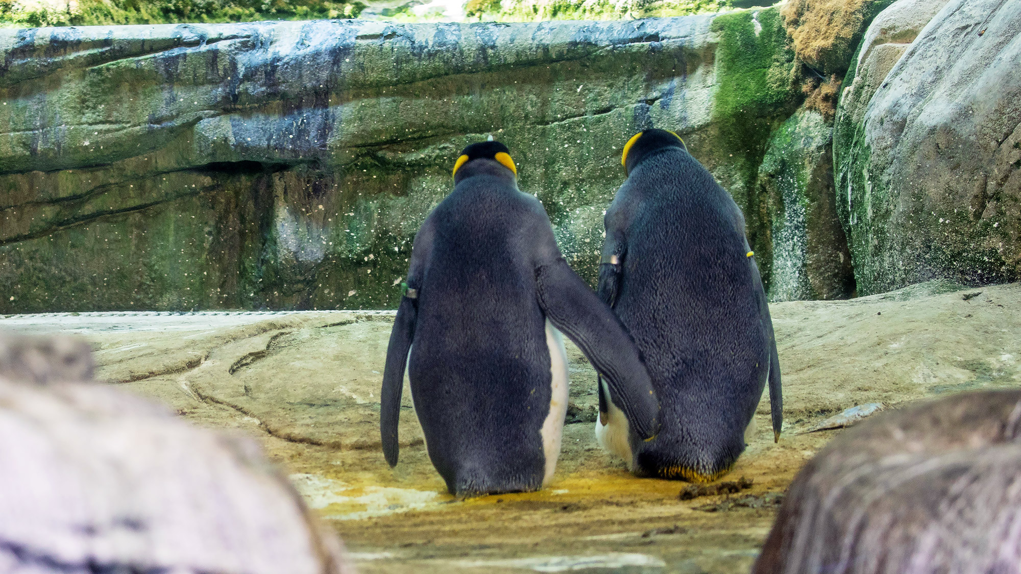 Cặp đôi chim cánh cụt trong sở thú