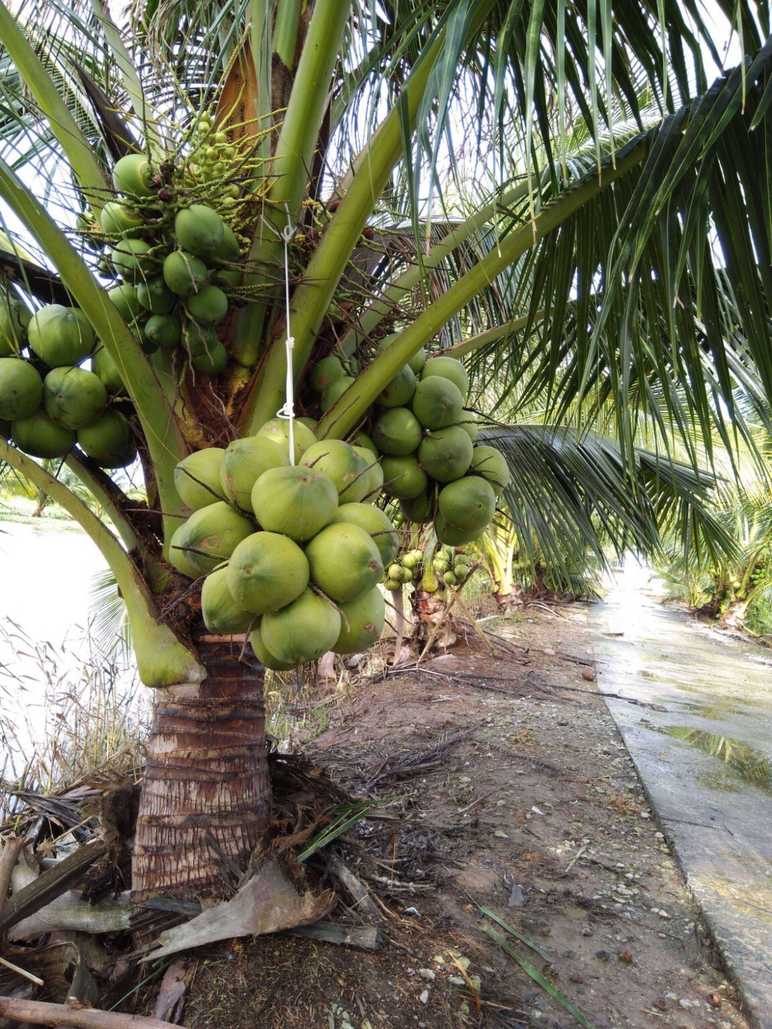 Cây dừa xiêm lùn với trùm quả trĩu nặng