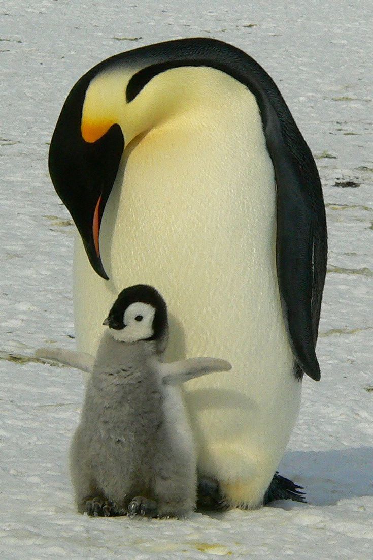 Chim cánh cụt chăm con