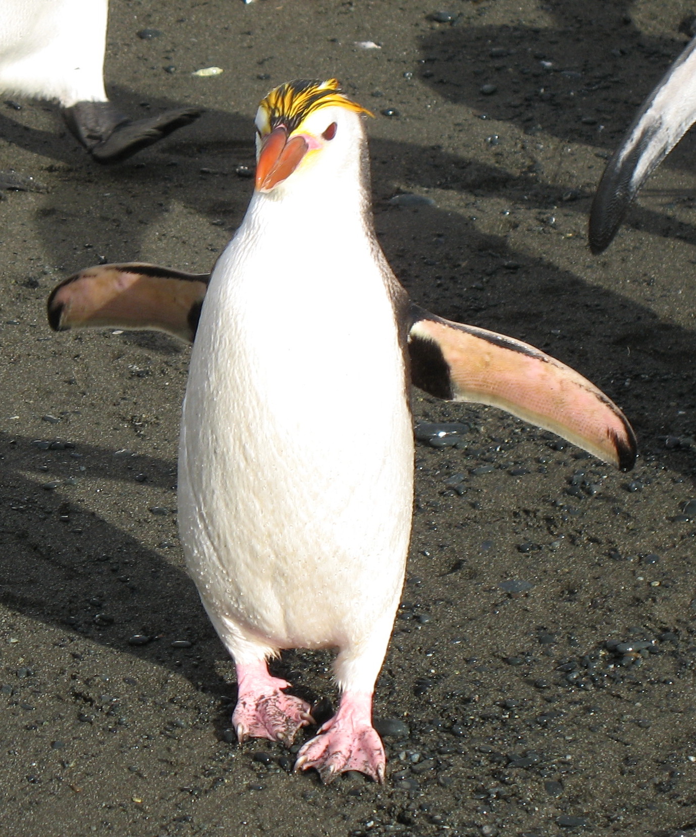 Chim cánh cụt có quả tóc vuốt vuốt các kiểu