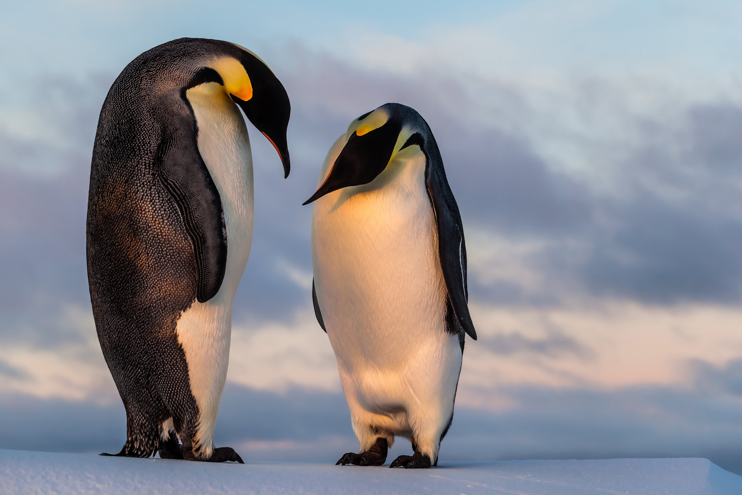 Chim cánh cụt đang nghiêng đầu nhìn nhau