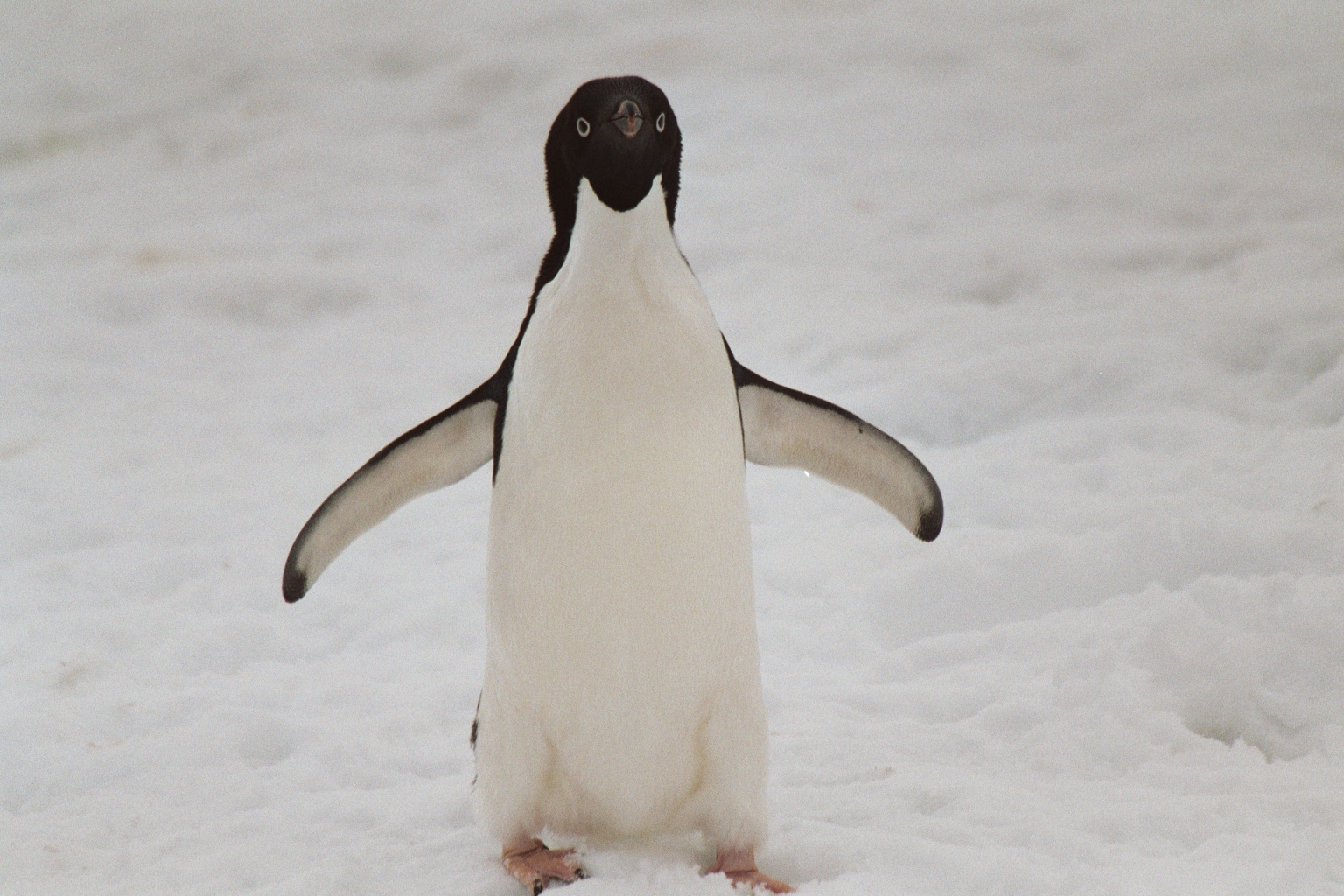 Chim cánh cụt dang rộng đôi cánh