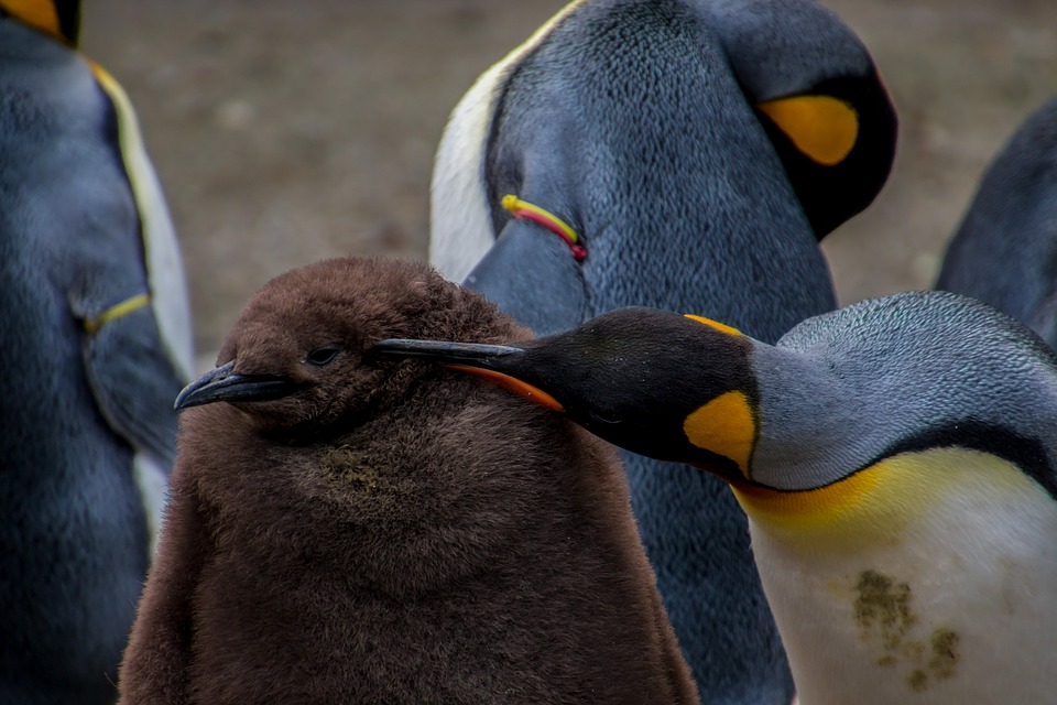 Chim cánh cụt có màu lông khác
