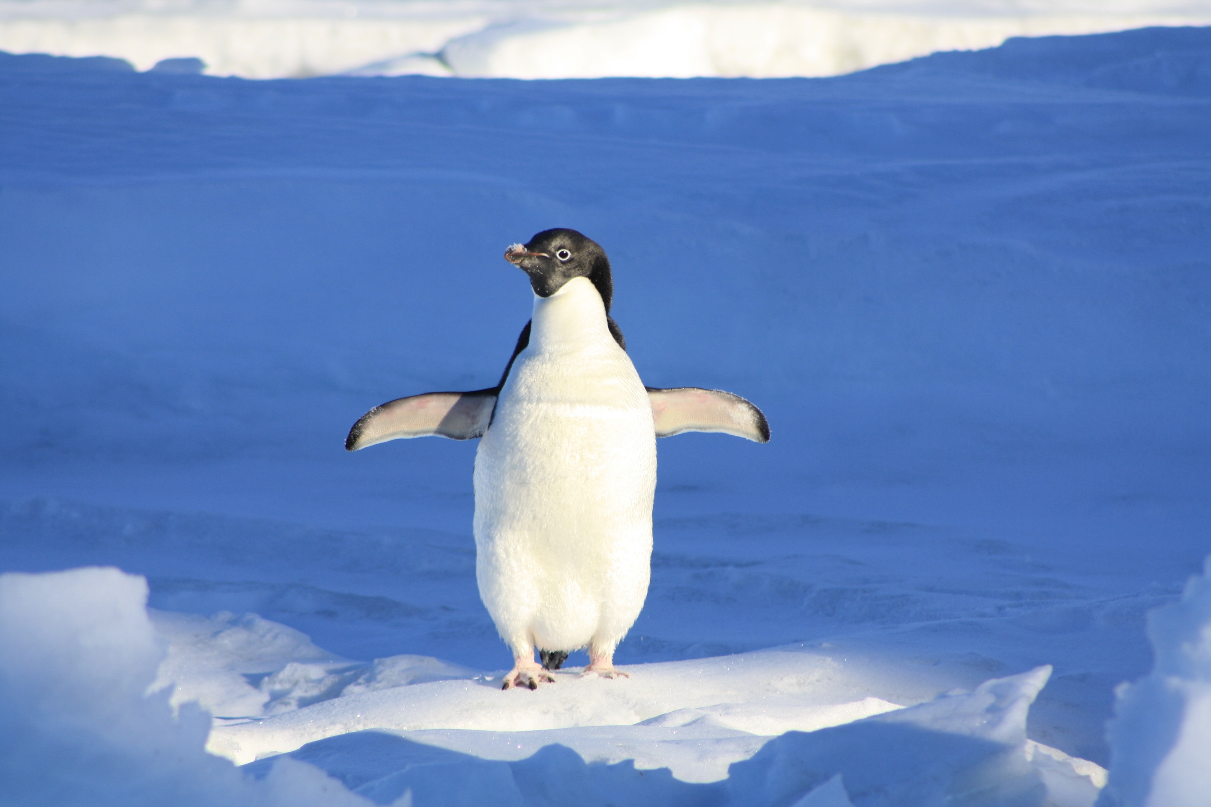 Chú chim cánh cụt con giang cánh nhìn rất dễ thương