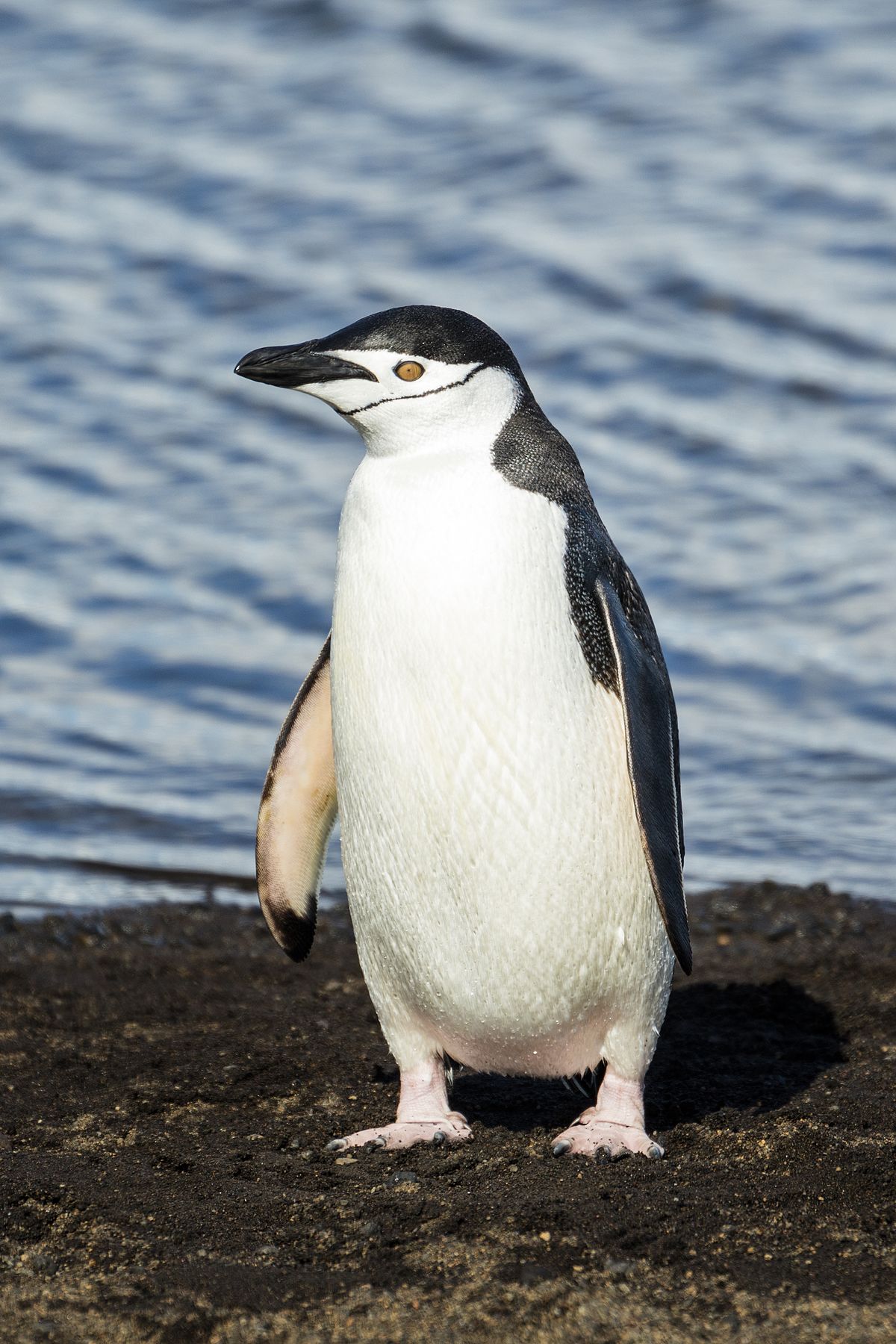 Chú chim cánh cụt đứng trên mặt đất với khuôn mặt ngu ngu