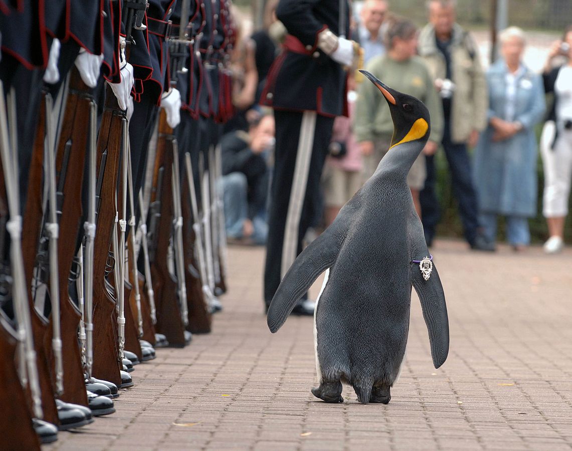 Chú chim cánh cụt được đặt tên là Knight Nils Olav