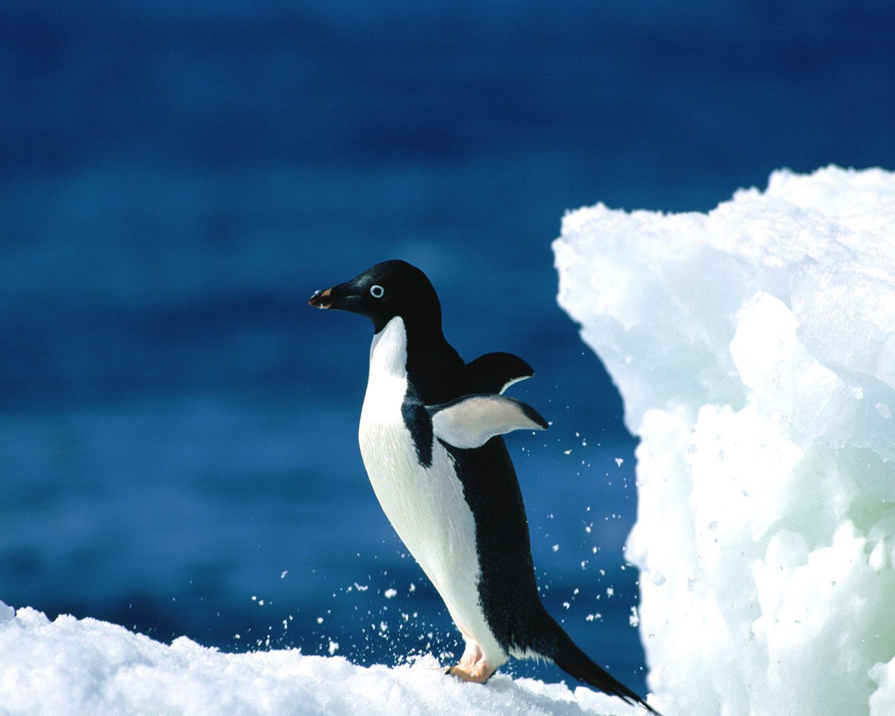 Chú chim cánh cụt vươn cánh ra phía sau thật đẹp