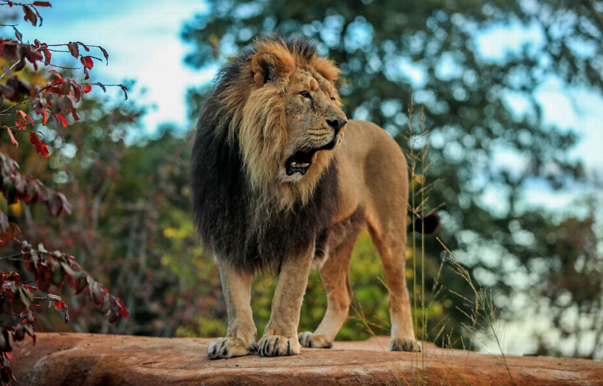 Con sư tử đẹp: Với sức mạnh và vẻ đẹp đầy uyển chuyển, con sư tử đẹp sẽ đem lại cho bạn một trải nghiệm tuyệt vời trên màn hình của bạn. Hình ảnh sống động và màu sắc tươi sáng sẽ khiến cho bạn thích thú và hết sức sảng khoái. Hãy tận hưởng những giây phút vui vẻ và thư giãn với hình nền con sư tử đẹp!